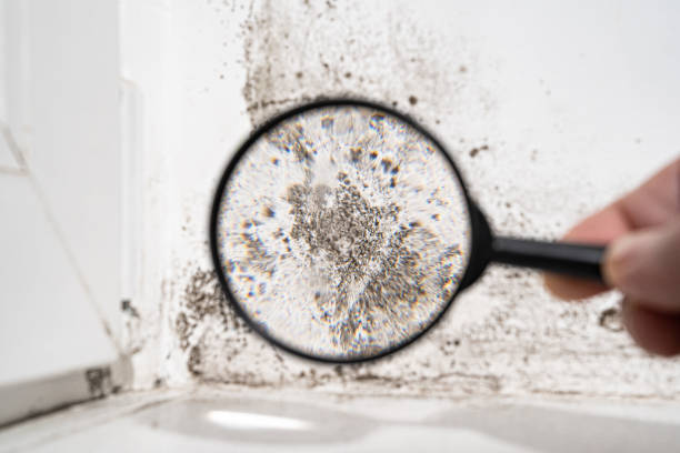 Mold Odor Removal Services in Syosset, NY